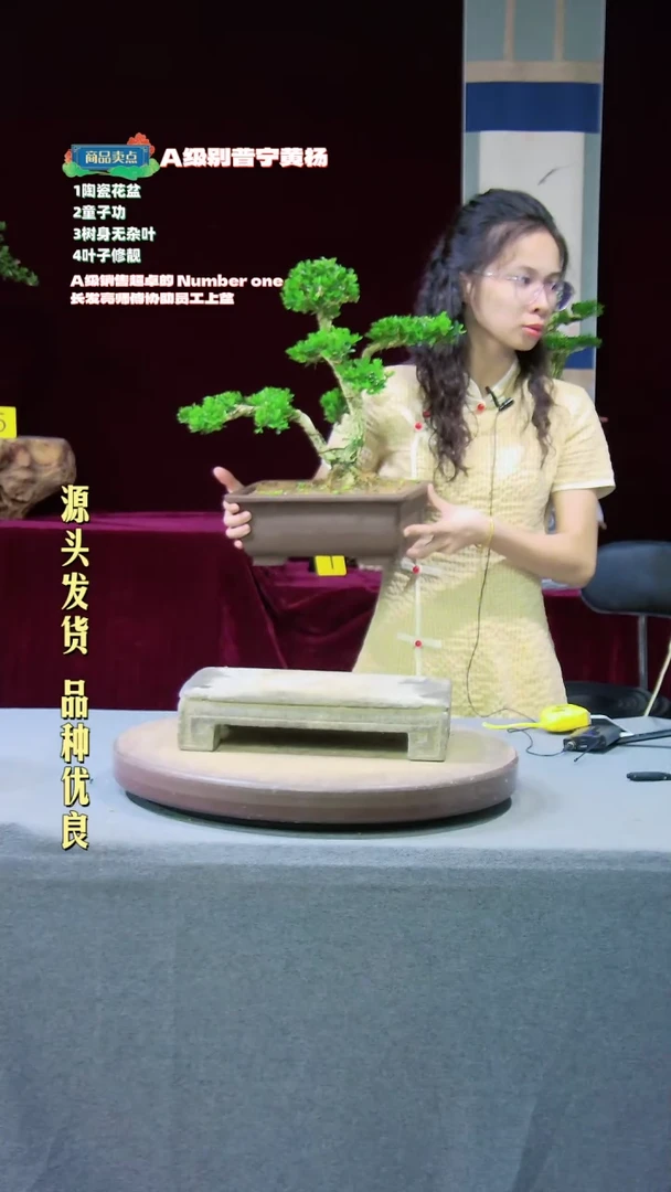 【闪购商品】黄杨盆景黄杨盆景