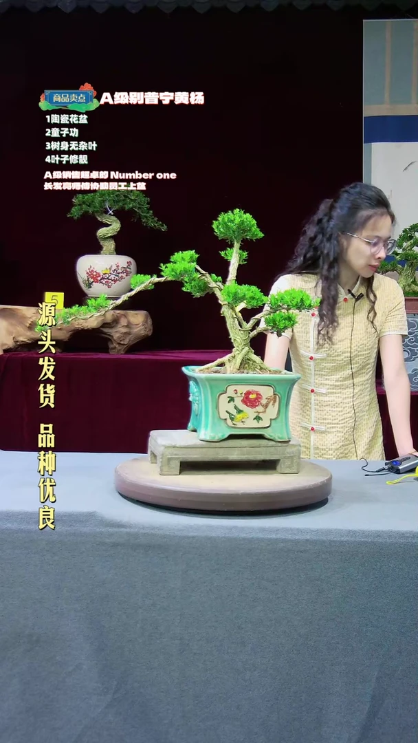 【闪购商品】黄杨盆景黄杨盆景