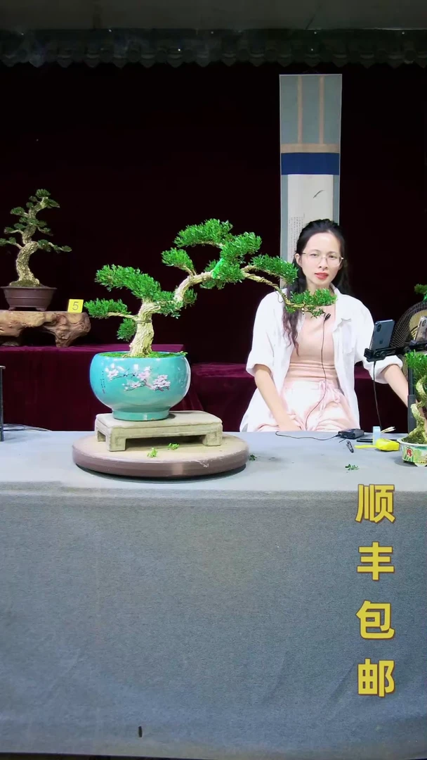 【闪购商品】雀舌黄杨盆景雀舌黄杨盆景