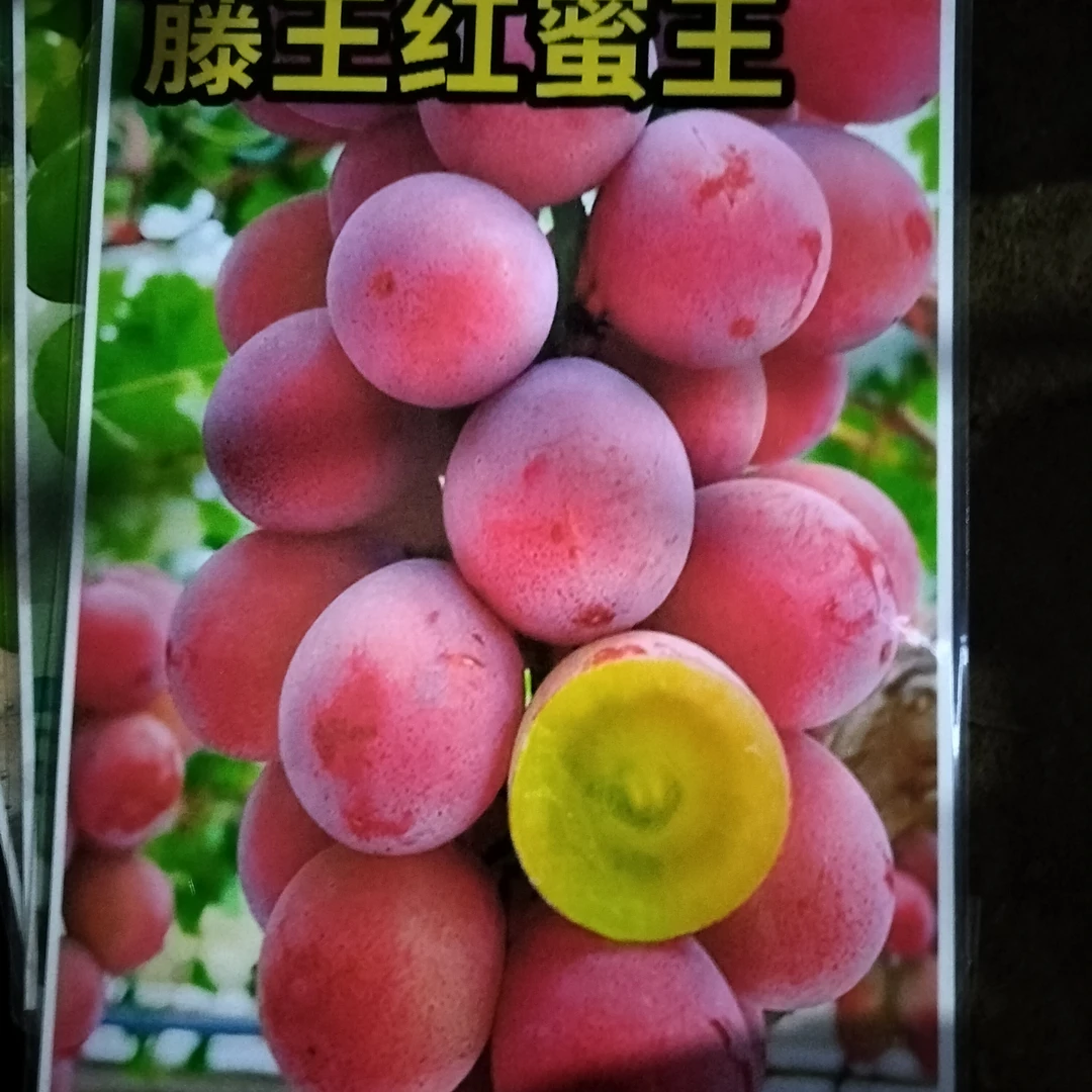 《爬藤王》优质葡萄树苗 盆栽 地栽庭院南北方种植赠送肥料