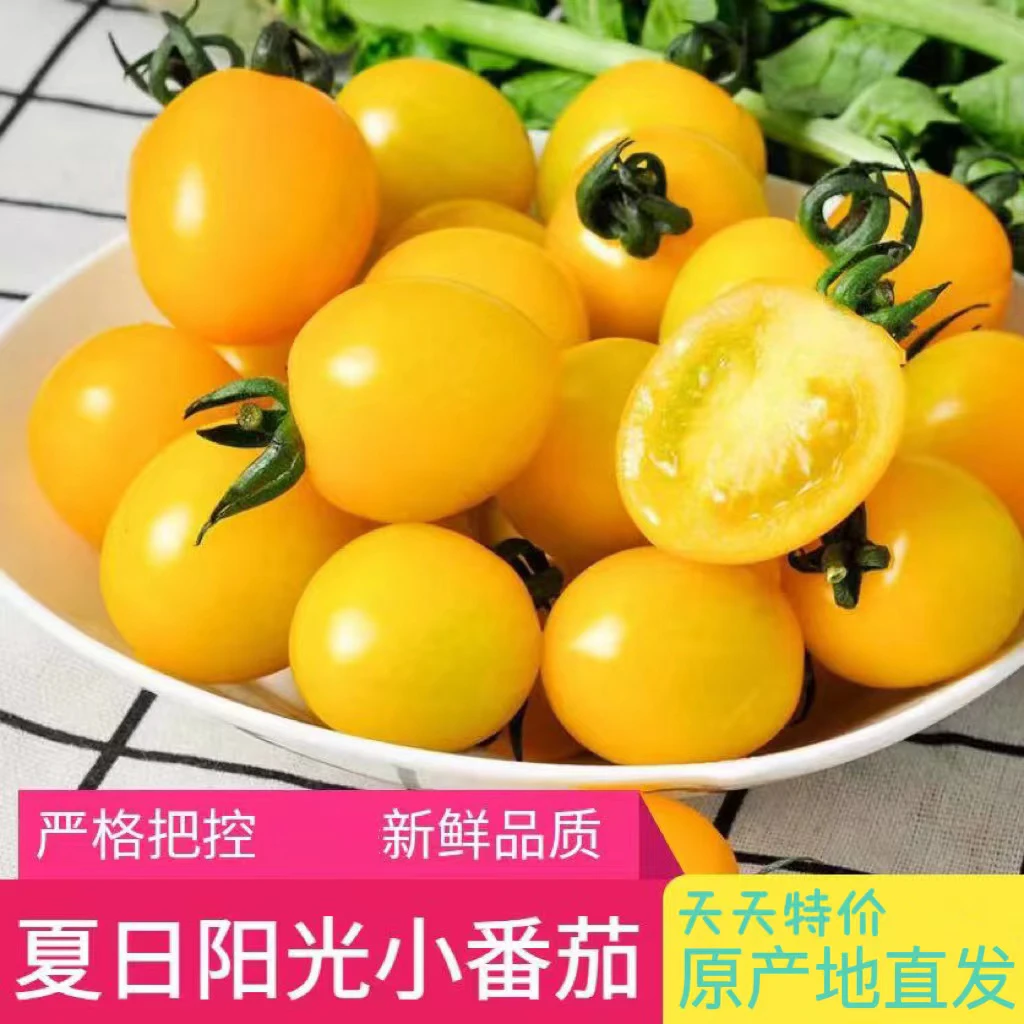 寿光直发【阳光小番茄】迷恋小番茄新鲜水果鲜甜多汁黄色小番茄酸甜