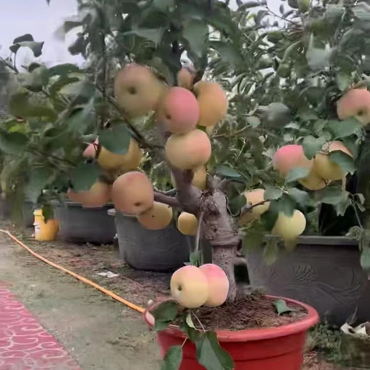 直播间果树盆栽盆景一物一拍链接