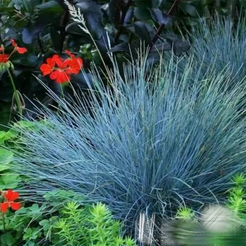 地被花镜植物蓝羊毛盆栽苔草四季常绿花园多年生观赏草蓝羊茅盆栽