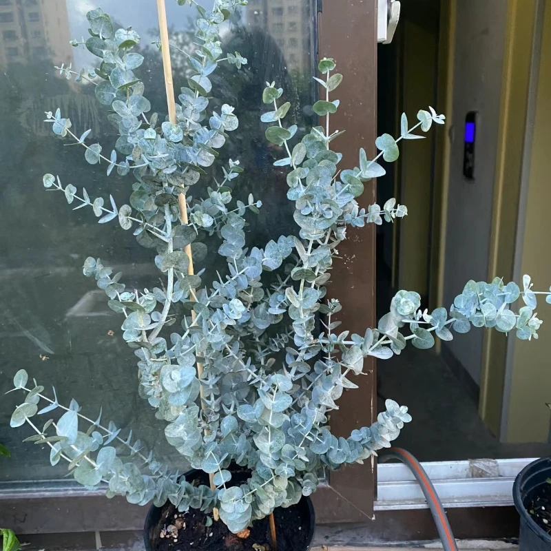 尤加利盆栽 澳洲进口圆叶银叶桉 银水滴桉树苗北欧风室内观叶植物