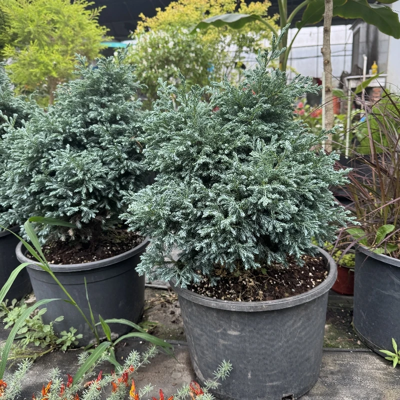 蓝湖柏蓝色波尔瓦盆栽花苗小灌木室内外四季常青美化环境大苗包邮