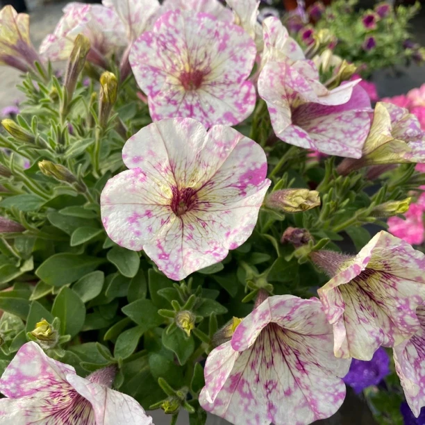 矮牵牛花苗盆栽植物阳台庭院花卉垂吊牵牛花舞春花百万小玲