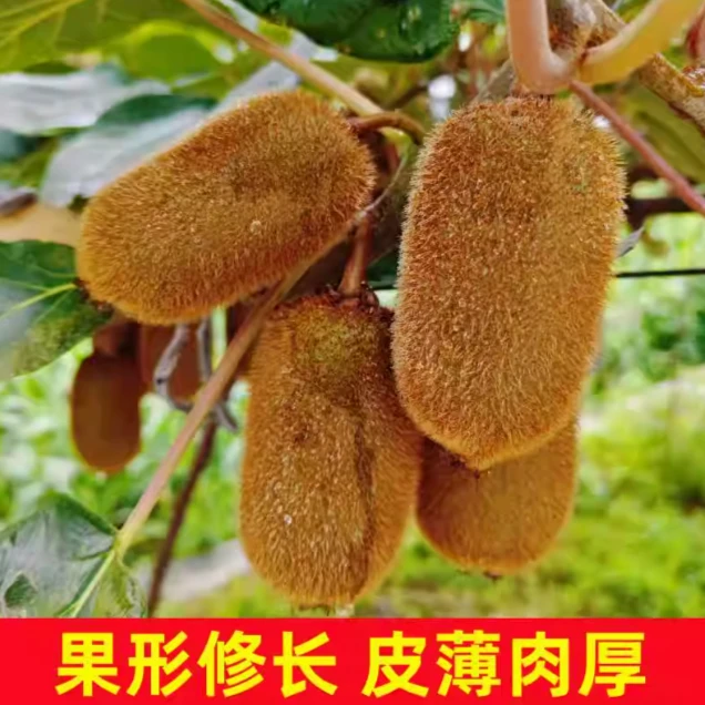 【喜品首播特惠】林猕猕猴桃二盒