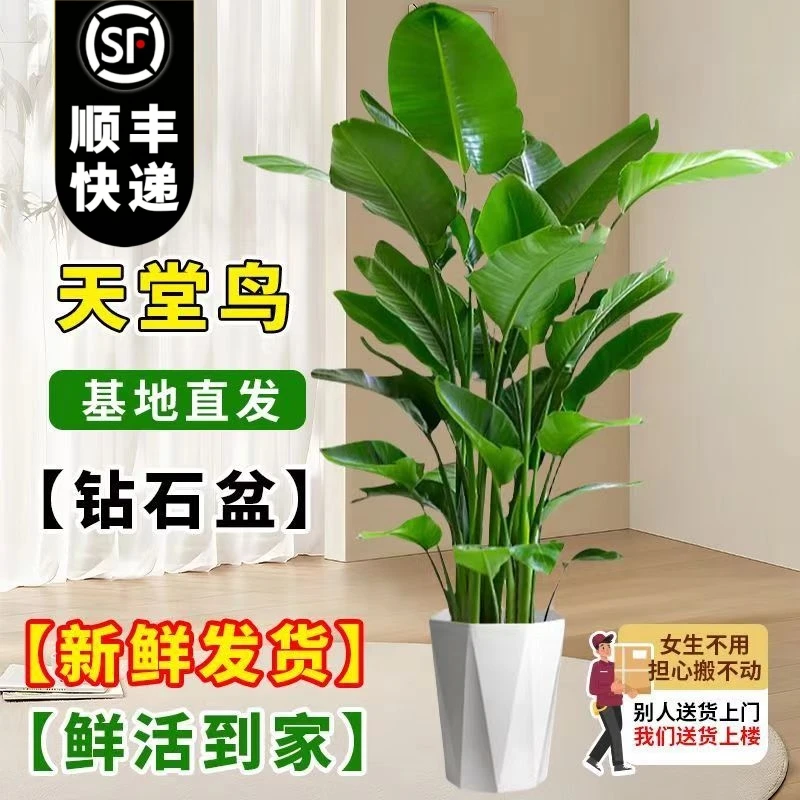 【送货上门】1.3米-1.5米天堂鸟盆栽办公室内花卉除甲醛鹤望兰绿植