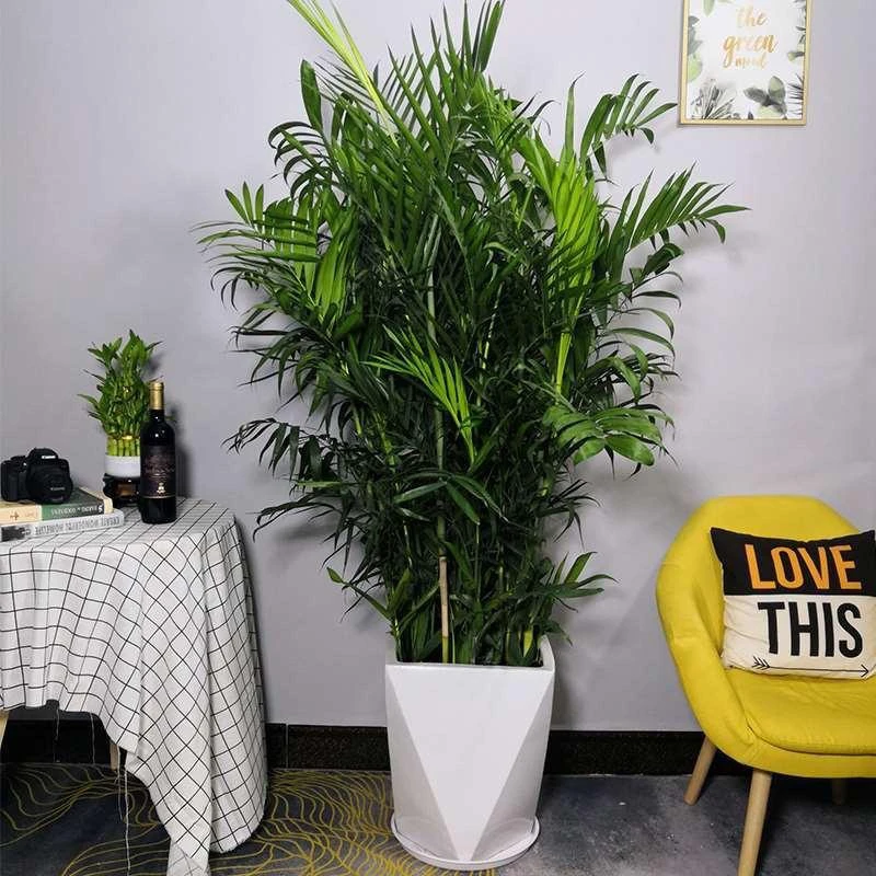 富贵椰子卧室绿植绿植盆栽盆景室内盆栽绿植红豆杉