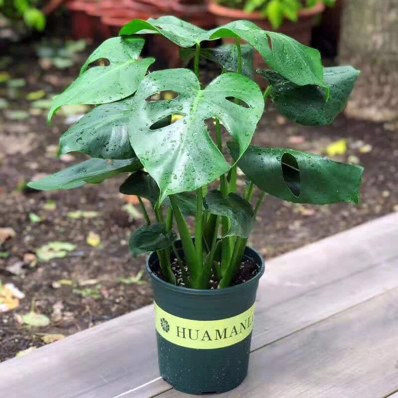 龟背竹室内盆栽绿植客厅