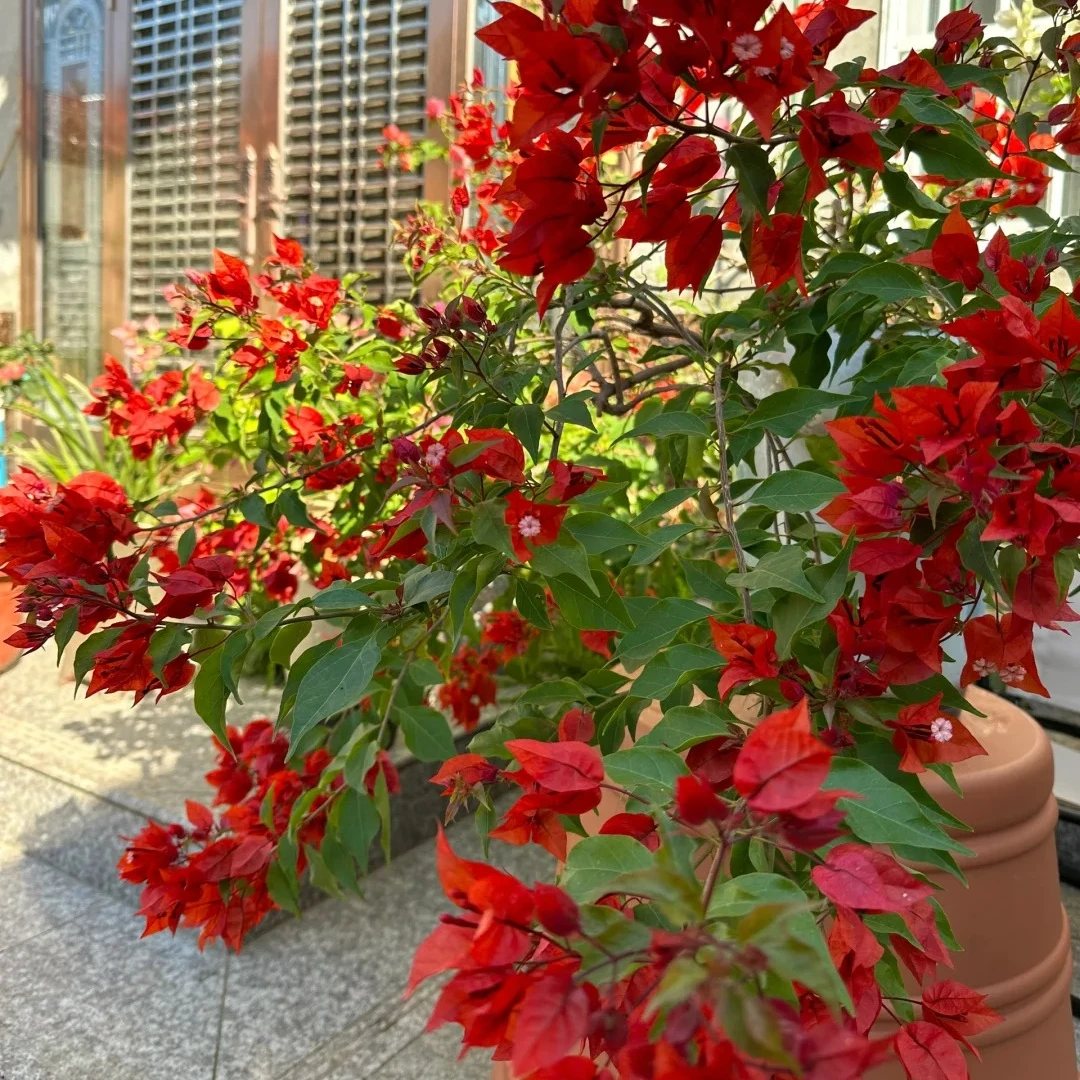 热火橙桑巴三角梅直原盆开花发货四季勤花庭院阳台爬藤新手好养护