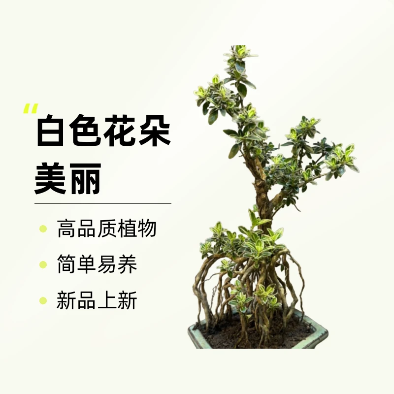 一物一拍扣号去拍绿植盆景榆树罗汉松福建茶六月雪雀梅胡椒木赤楠