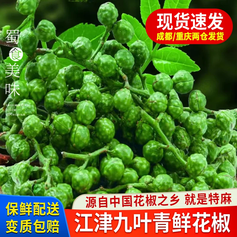 新鲜生青花椒藤椒四川商用现摘保鲜冻新绿青麻椒腾椒九叶青鲜花椒