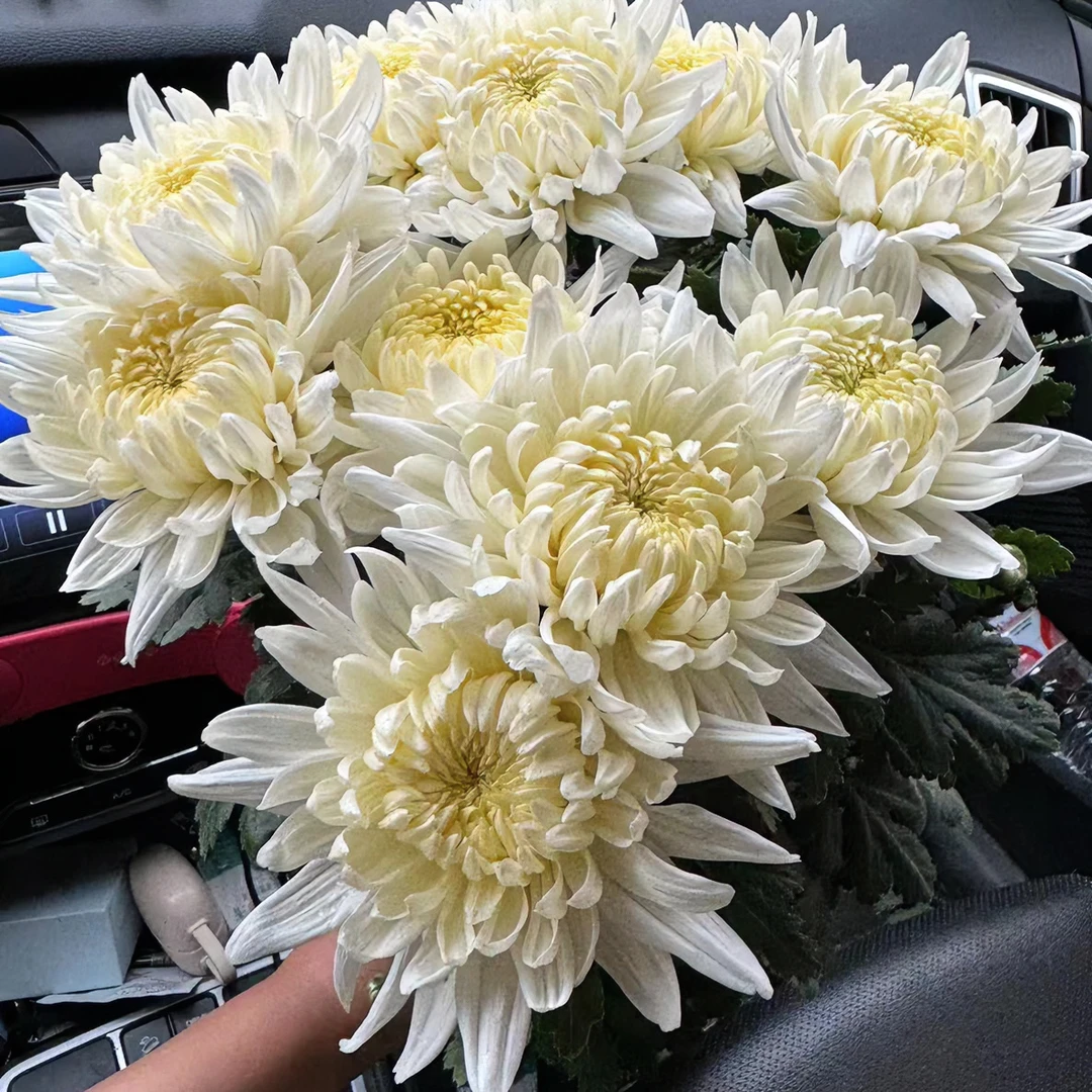 【黄白菊B+级花基地现采包邮】鲜切花基地直发|黄菊花|白菊花