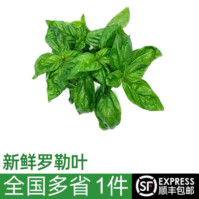 新鲜甜罗勒叶食用泰国品种西餐香调料罗勒酱青酱非九层塔蔬菜包邮