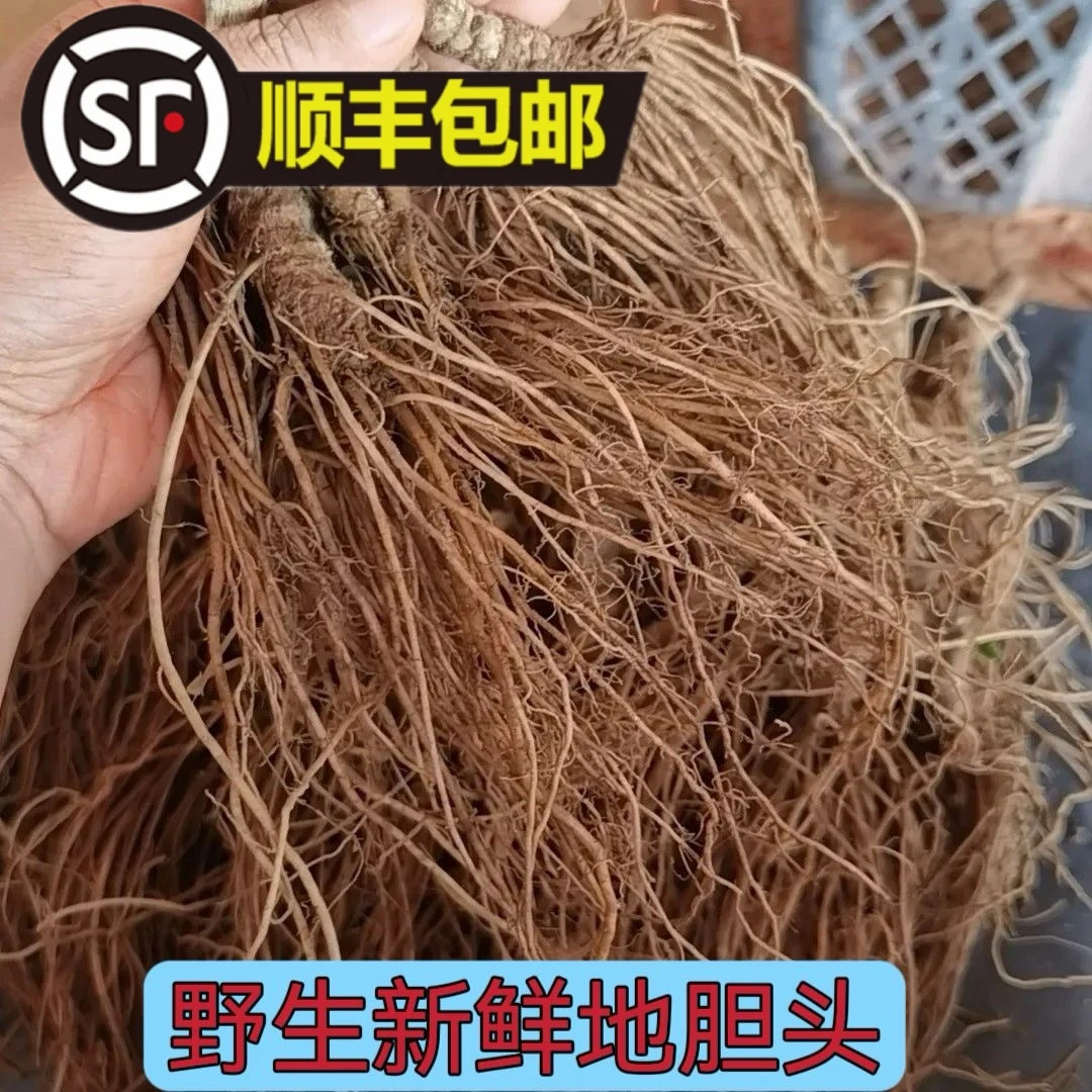 新鲜正宗地胆头广东特产煲汤野生500g草鞋根苦地胆纯头煲汤料顺丰