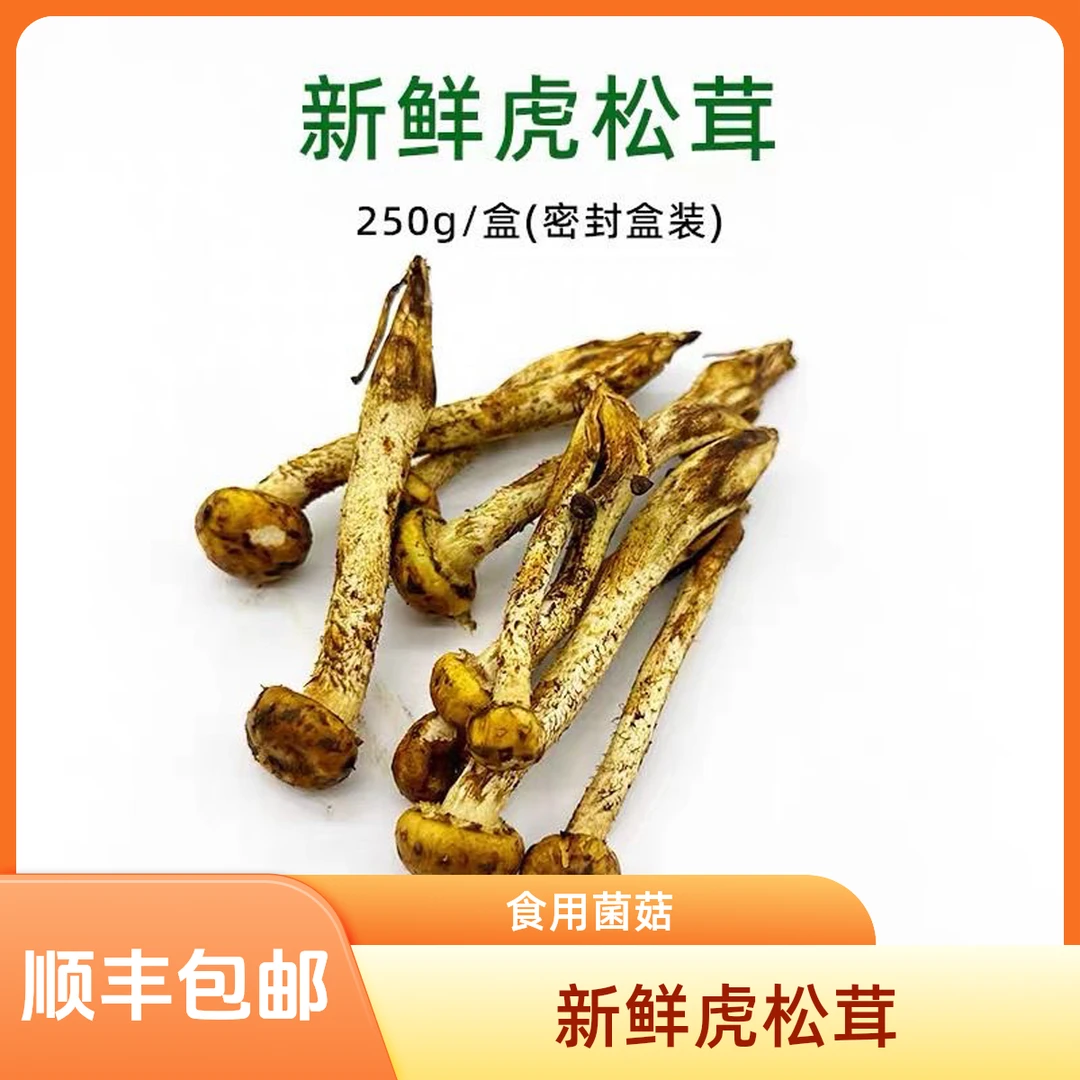 新鲜云南虎松茸菌250g食用菌菇虎纹姑蘑菇特产火锅煲汤顺丰包邮