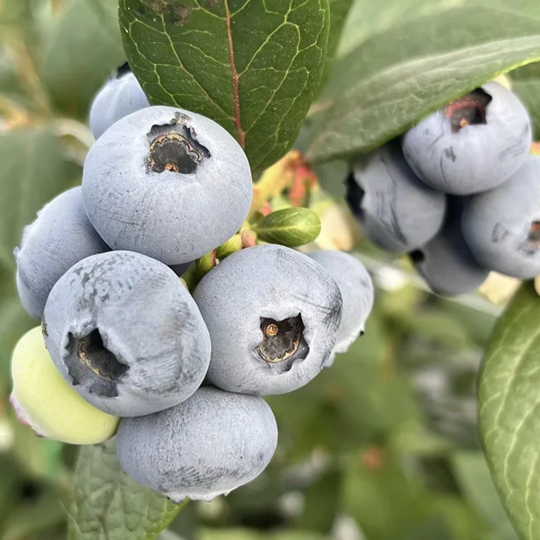 【顺丰空运】云南澄江脆甜花香25头茬蓝莓每盒125g装15mm+到手6盒