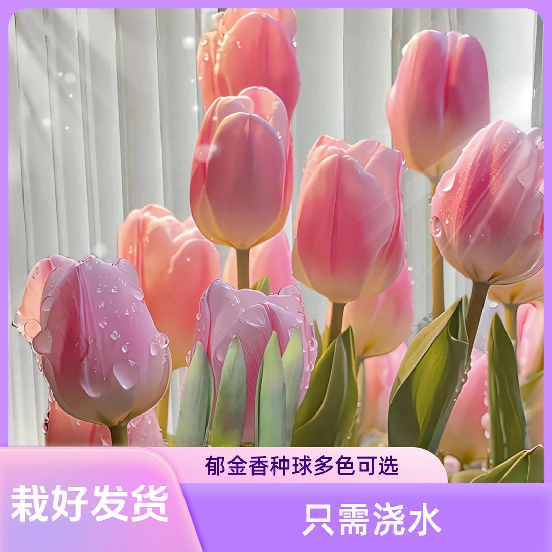 【5度球土培种好发货】郁金香种球进口大球多色可选11/12大球
