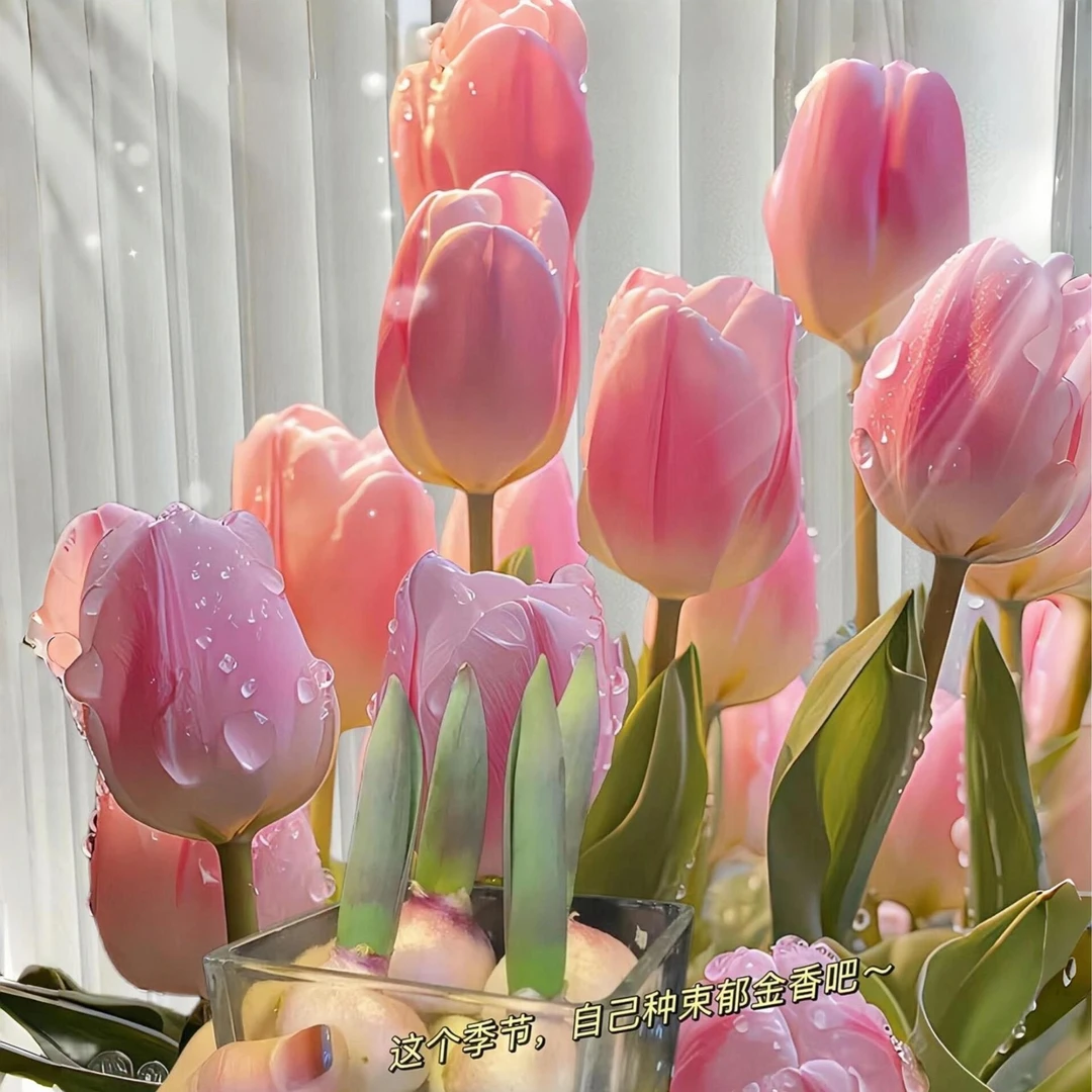 【5颗种好发货】五度球12/14大球郁金香种球进口大球多色可选