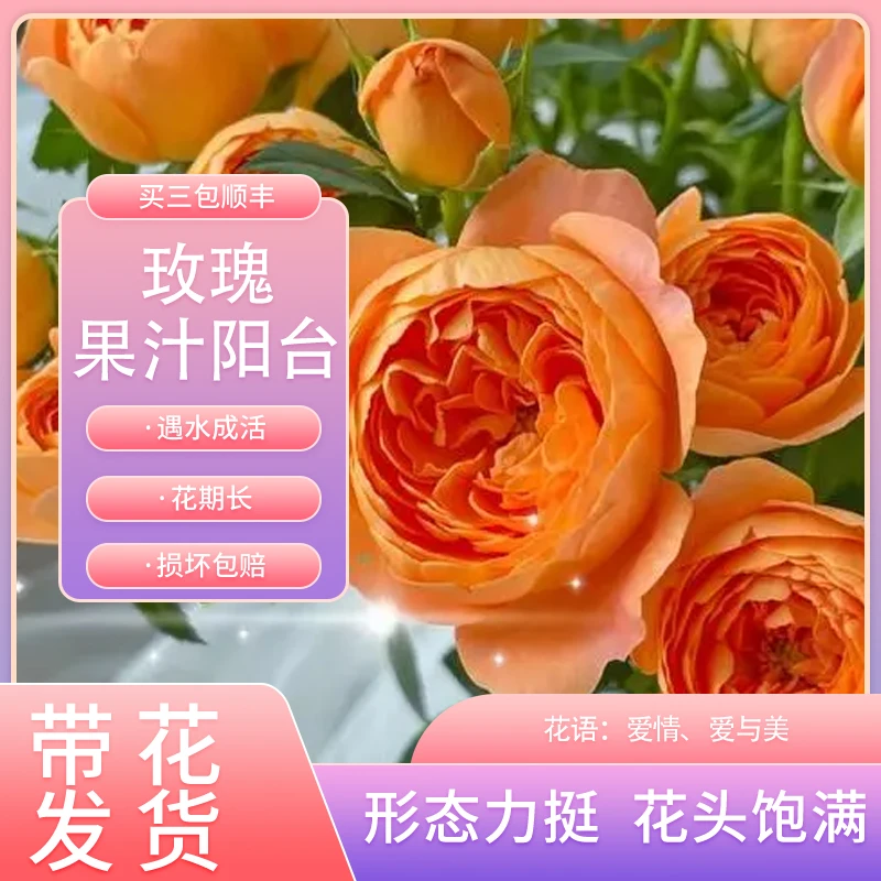 【果汁阳台】新鲜应季鲜花玫瑰花 任意1单顺丰包邮到家！！！