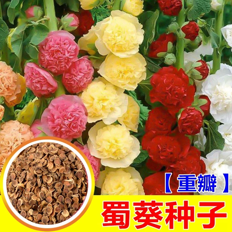 【乌市发货丨新疆包邮】蜀葵 混色一丈红 重瓣蜀葵种播种阳台四季
