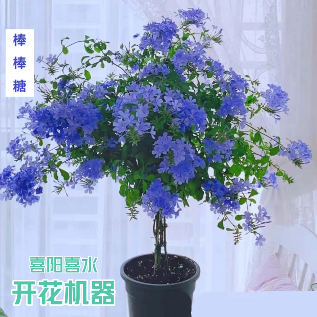 【多杆1.5加仑蓝雪花棒棒糖】花卉绿植盆栽阳台庭院喜阳四季开花的