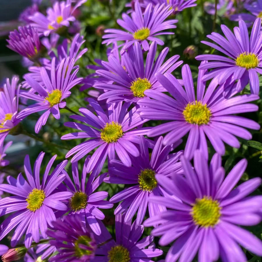 姬小菊盆栽带花苞花苗阳台庭院花园多年生小盆花卉植物四季开花