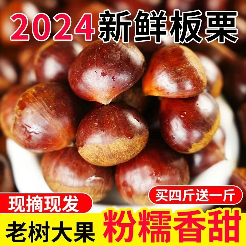 【【精选大果】东北老品种大板栗（买四斤送一斤）-到手五斤】
