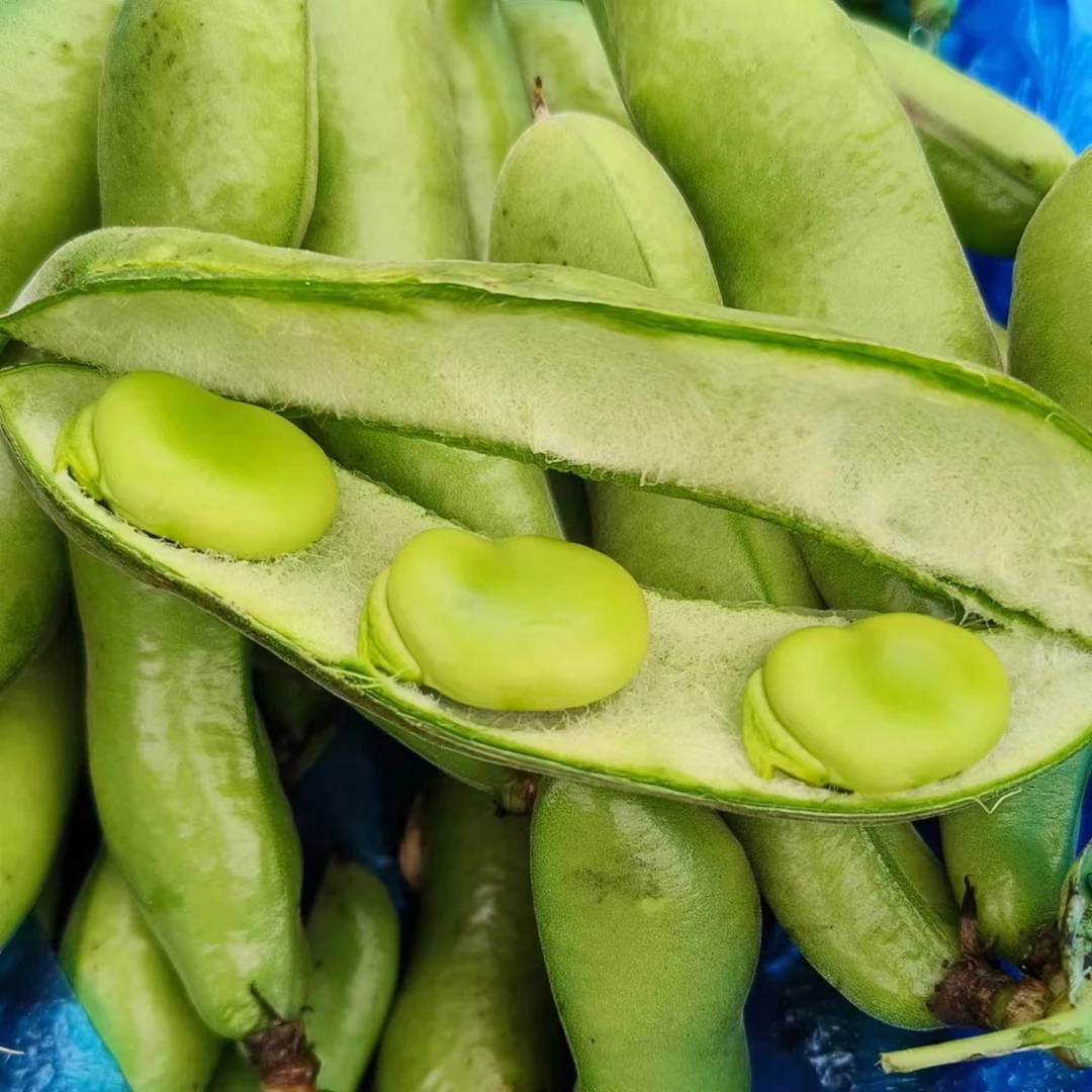 【超低价】苏北蚕豆新鲜带壳现摘青豆荚农家自种胡豆应季时令蔬菜