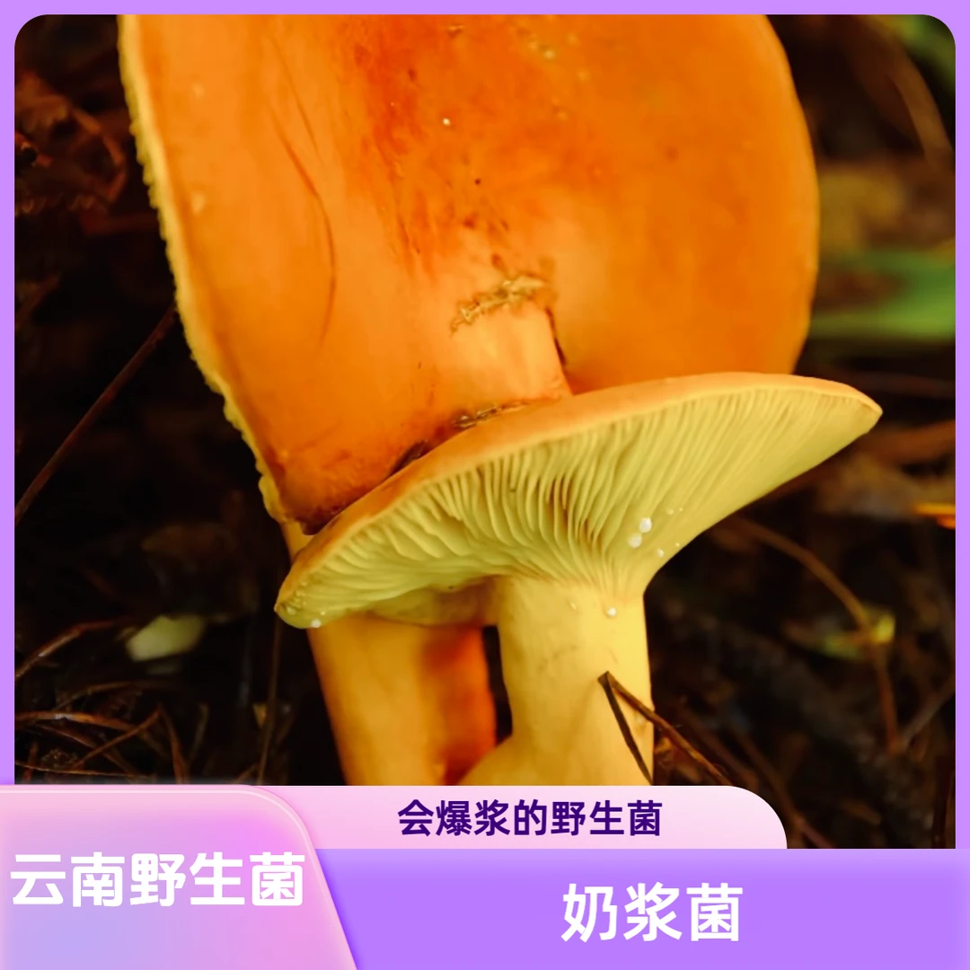 云南楚雄现采奶浆菌 500g以上 顺丰冷链空运