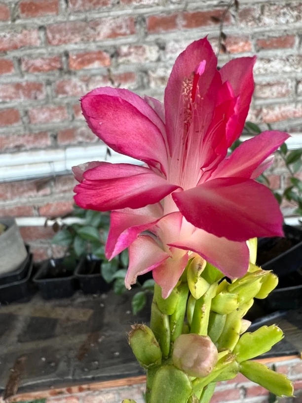 蟹爪兰令箭荷花扦插嫁接叶片一组阳台花卉