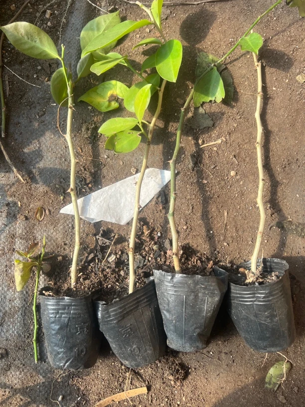 叶仙苗20-30高3-4毫米粗原盆原土发货四颗包邮