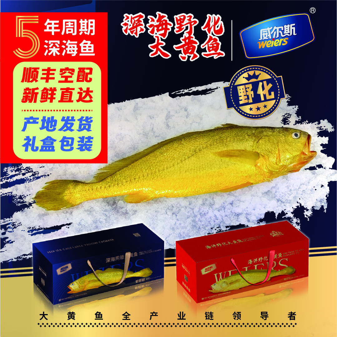 weiers/威尔斯3斤/条三都澳深海精选大黄鱼顺丰冷链（礼盒装）