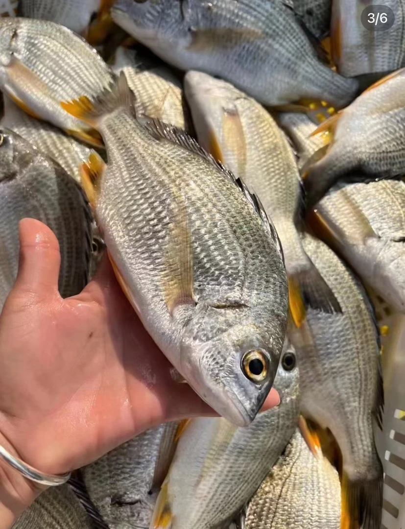 新鲜黄翅鱼---  直播间称重商品为准 包鲜/不包活