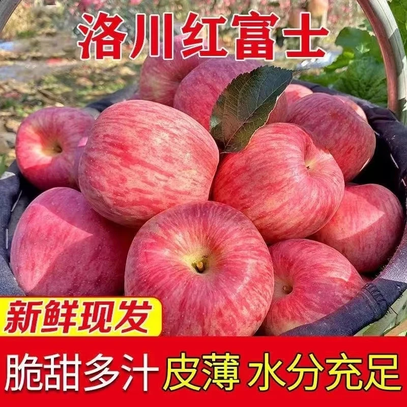 新鲜当季 陕西洛川苹果 精选75mm24枚红富士苹果10斤当季新鲜水果