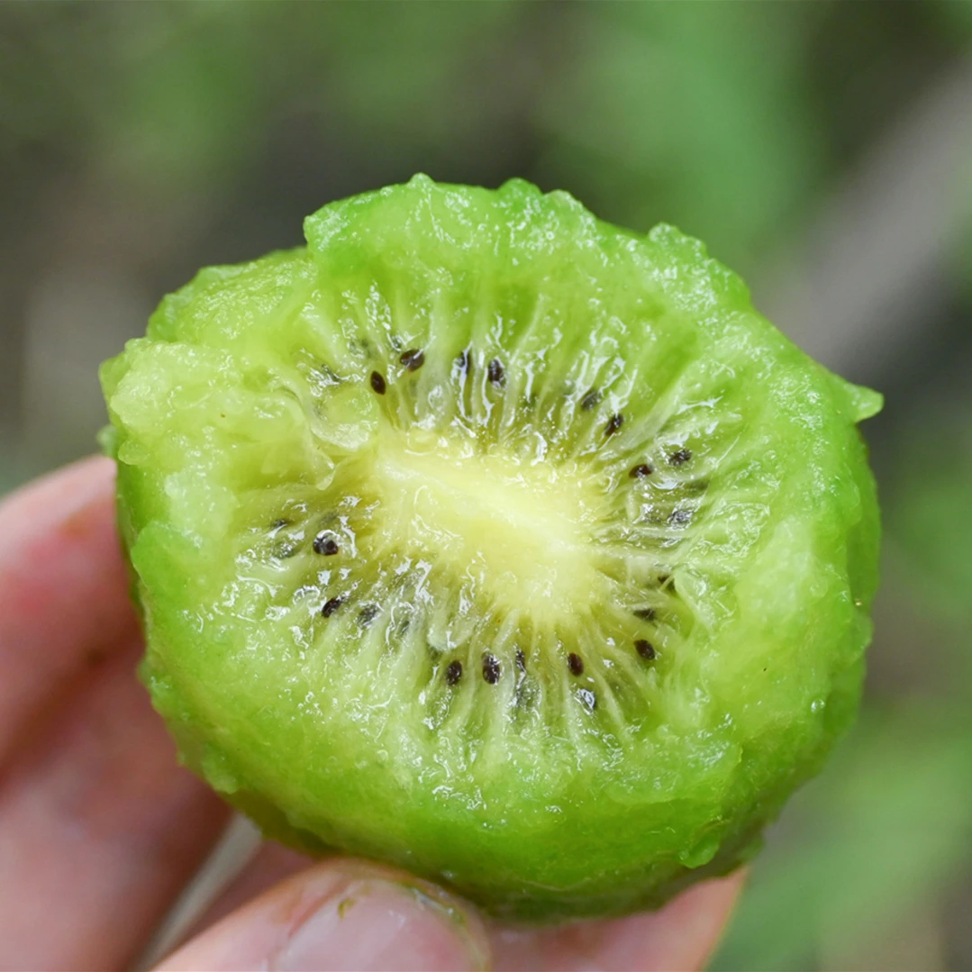 陕西翠香猕猴桃甜蜜多汁15枚起【坏果包赔】