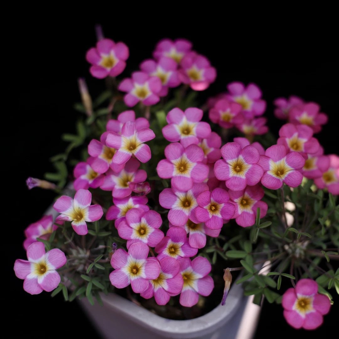 酢浆草【包邮】oxalis rosy yael 粉三色1粒