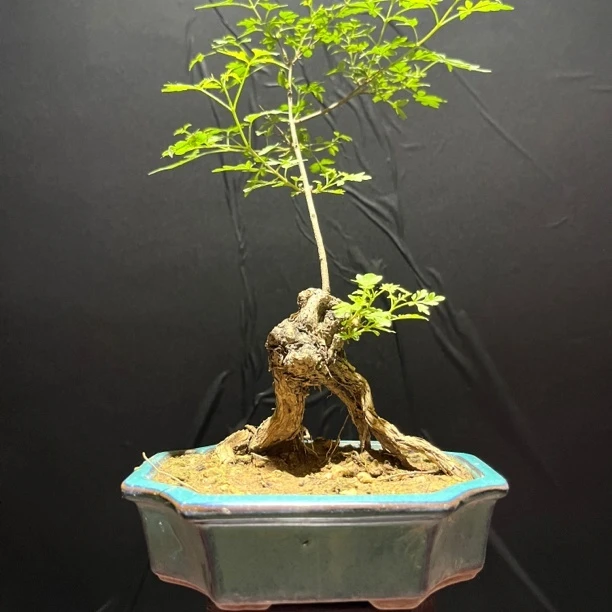 黄荆盆景盆栽，桌面小品，春季夏季开花，花色浅紫色，观花观叶