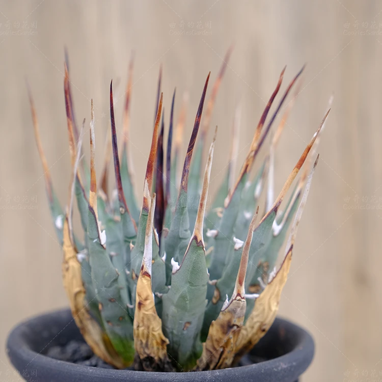 曲刺妖炎龙舌兰 41号 Agave utahensis Eborispina 曲奇的花园