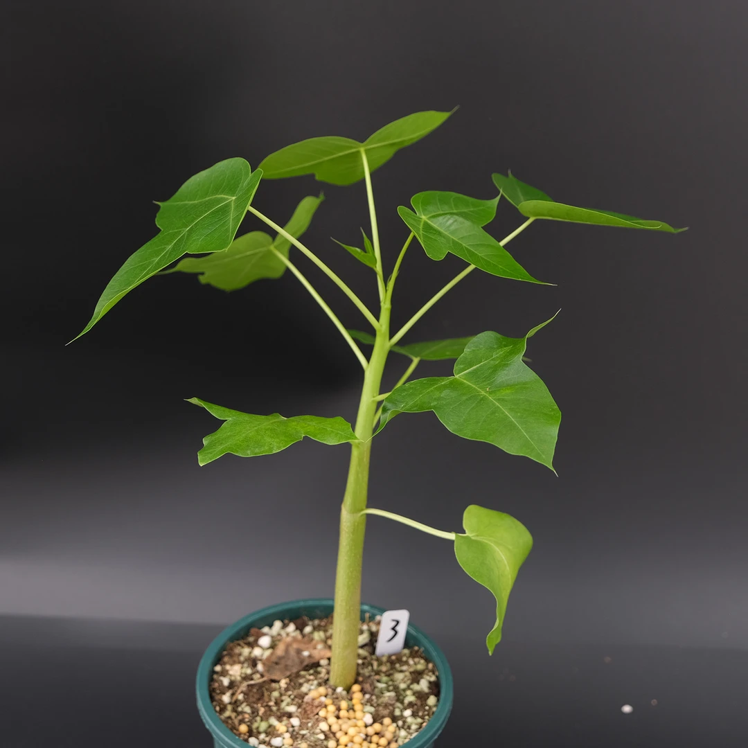 马哈法斯麻风树 Jatropha mahafalensis马岛 块根植物 曲奇的花园