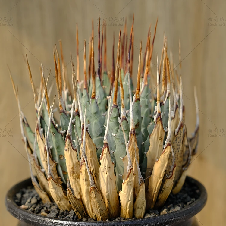 曲刺妖炎龙舌兰24号 Agave utahensis Eborispina 服盆但瑕疵特价