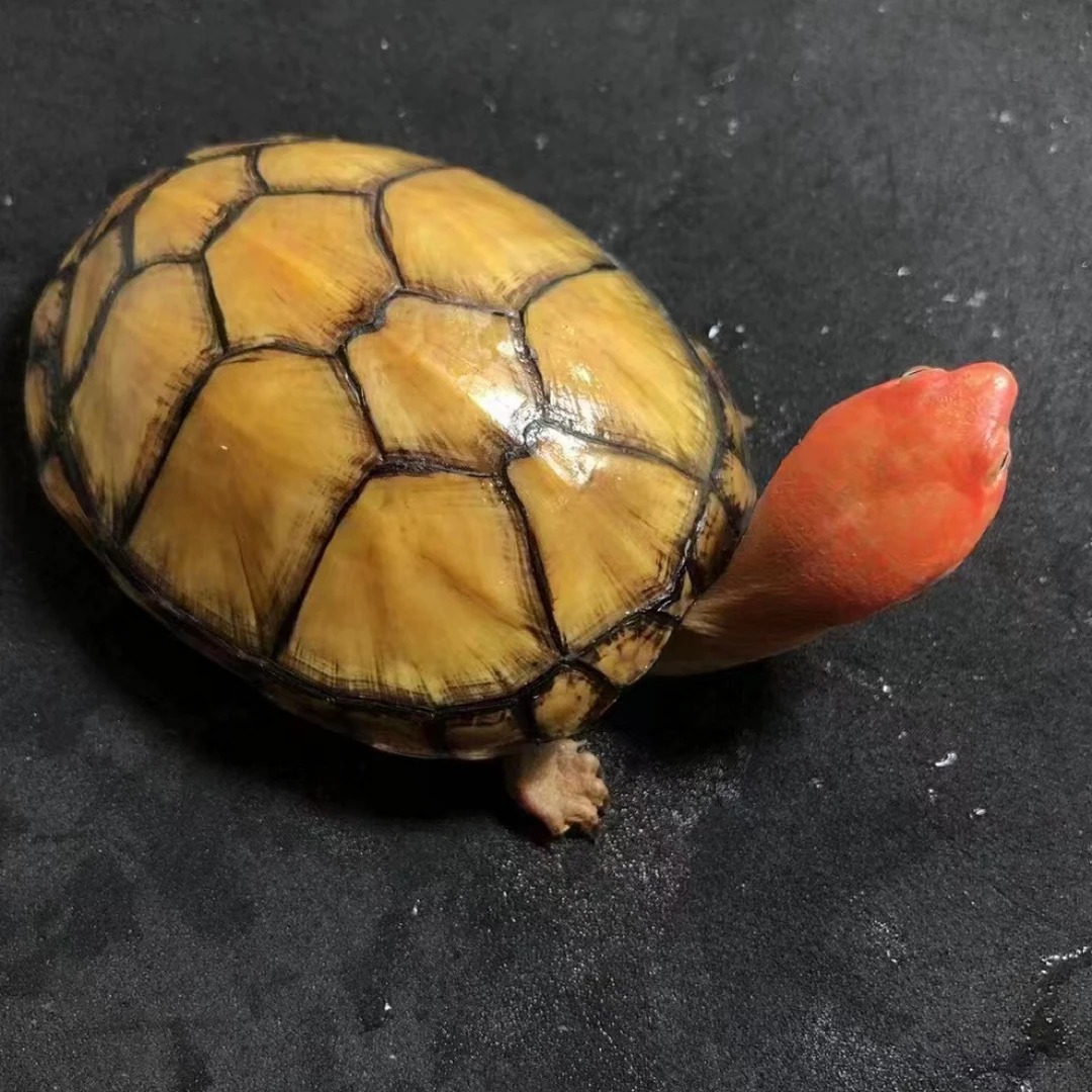 小楚龟业 精品美版小种红面蛋龟 活体包邮
