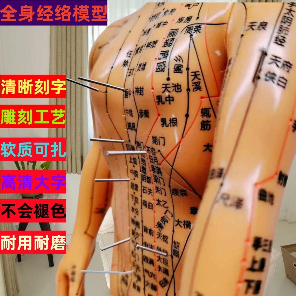 人体经络穴位模型全身十二经络男女小皮人针灸穴位模型人体穴位图