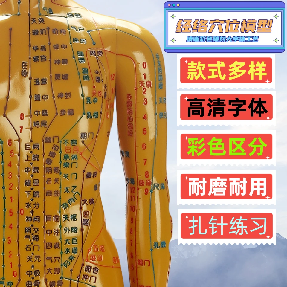 针灸穴位人体模型彩色清晰雕刻字体高清大字人体经络按摩穴位模型