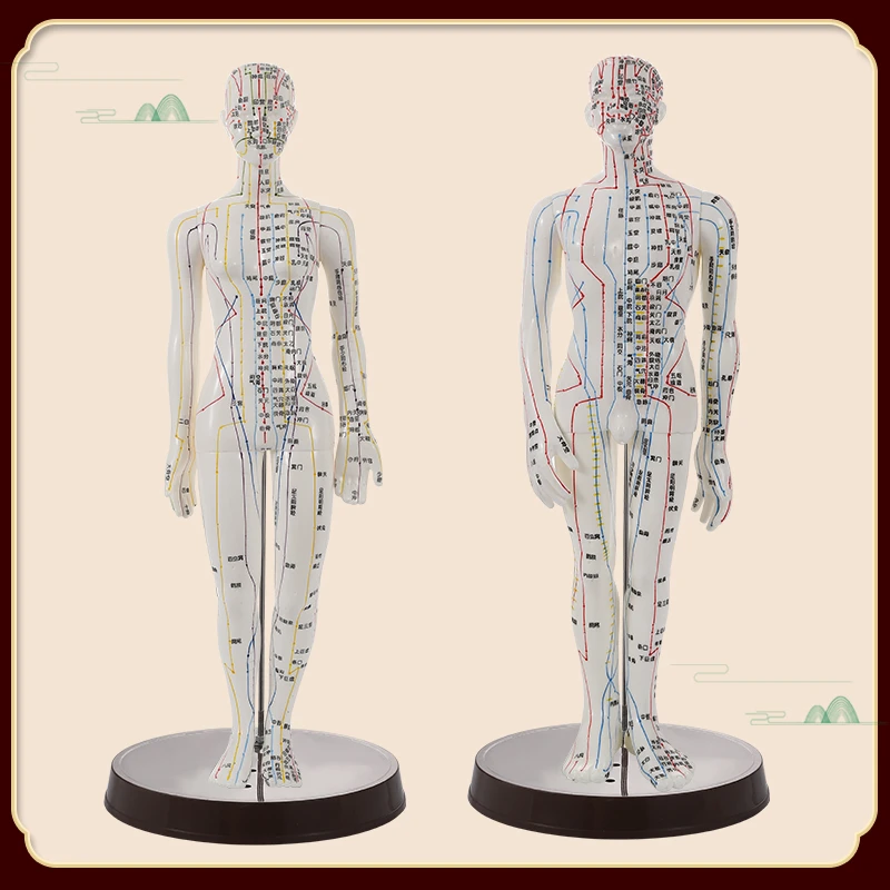 超清晰大字穴位模型中医经络模型人针灸穴位教学模型人体穴位模型