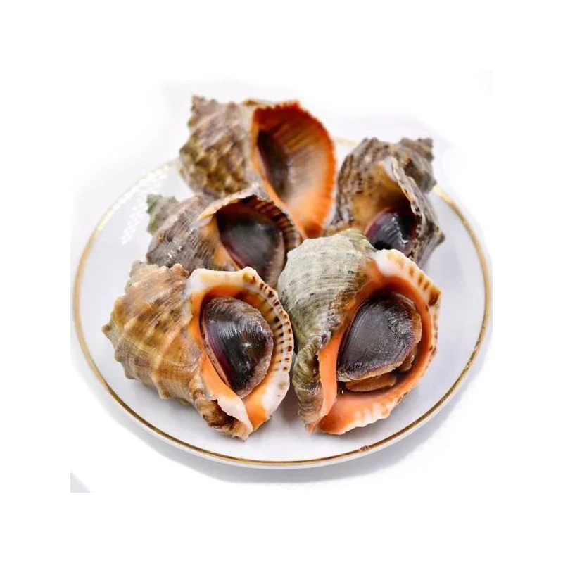 鲜活海螺 500g/份
