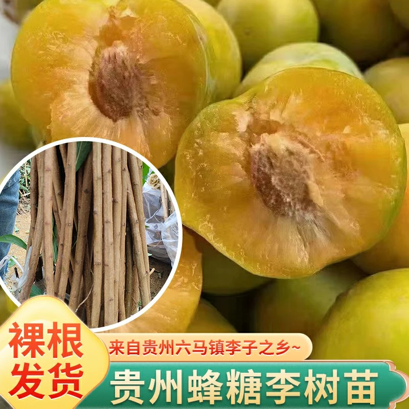 贵州安顺镇宁六马蜂糖李树苗  嫁接苗