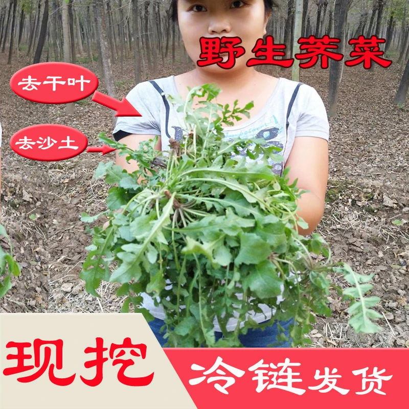 地地菜荠菜新鲜野生1斤2斤荠菜新鲜野荠荠菜野荠菜蔬菜菜新鲜蔬菜