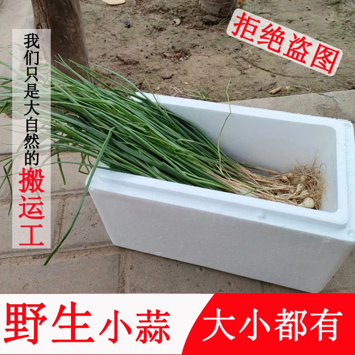 小根蒜新鲜【河南】现挖现发大脑瓜野生小蒜腌制小根蒜食材一整箱